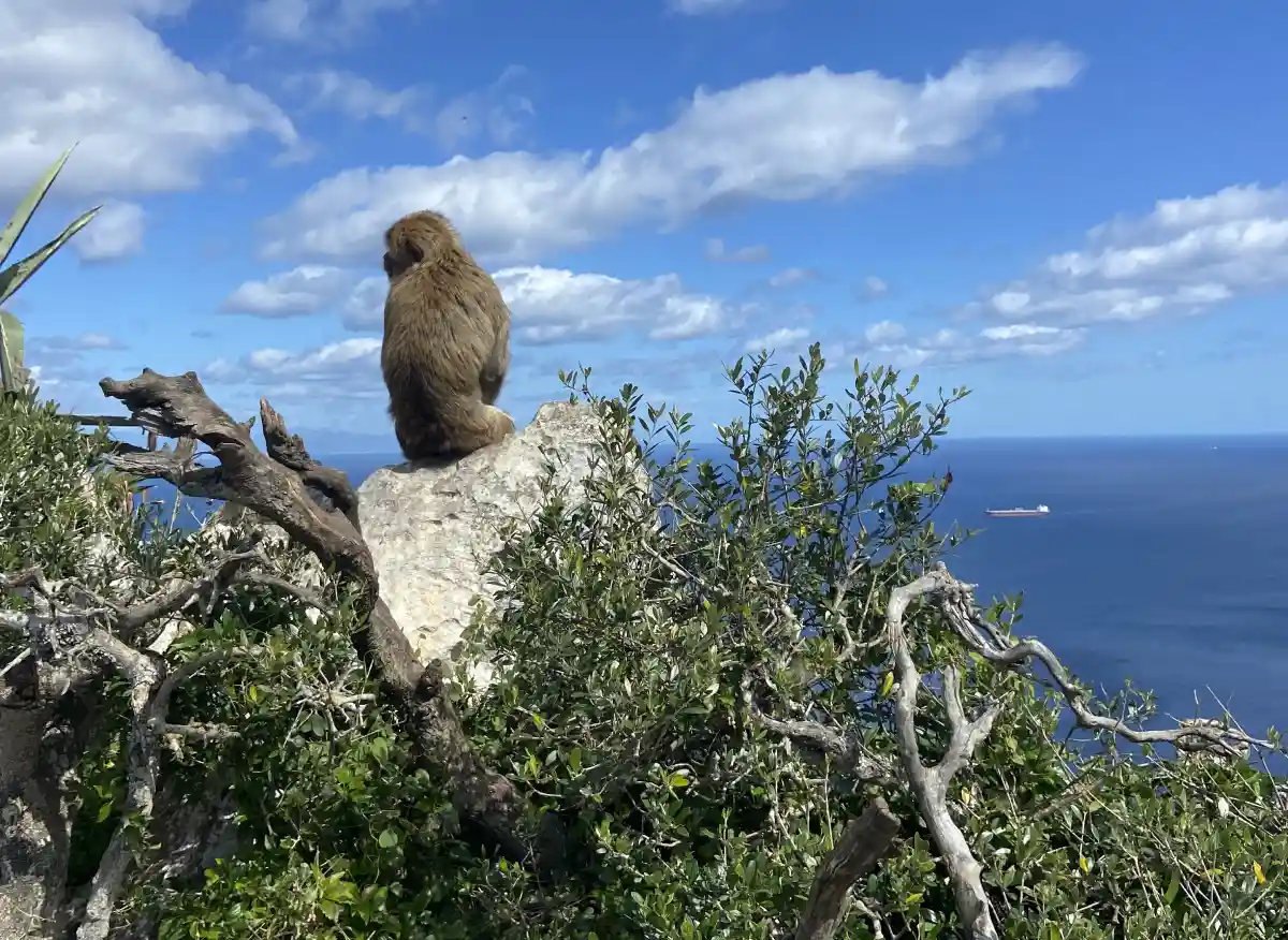 Barbary macaque monkey on Gibraltar Rock with stunning sea views and ship in background
